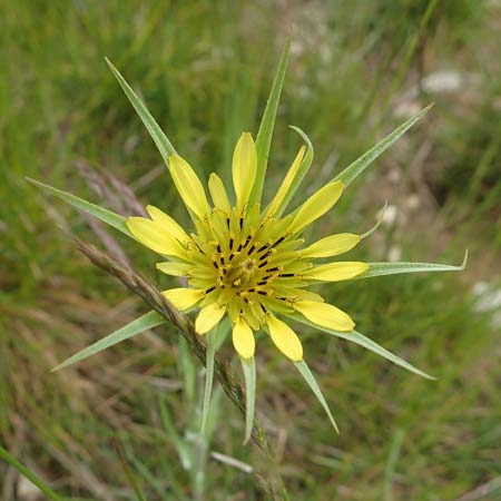 Tragopogon dubius \ Groer Bocksbart, D Neuleiningen 25.5.2020