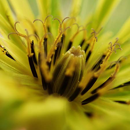 Tragopogon dubius \ Groer Bocksbart, D Neuleiningen 25.5.2020
