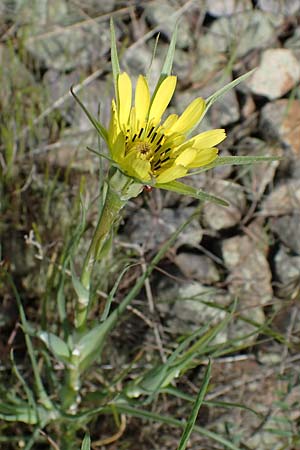 Tragopogon dubius \ Groer Bocksbart, D Mannheim 19.5.2021
