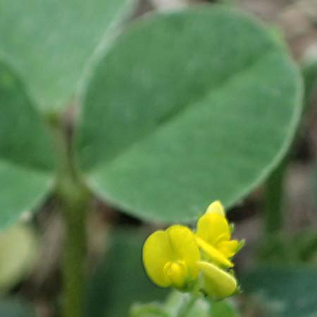 Trifolium dubium \ Faden-Klee, Zweifelhafter Klee / Lesser Hop Clover, D Essen 31.8.2026