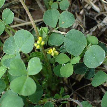Trifolium dubium \ Faden-Klee, Zweifelhafter Klee / Lesser Hop Clover, D Essen 31.8.2026