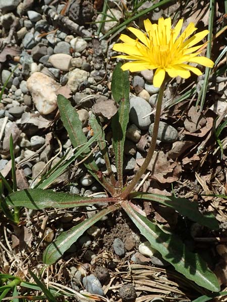 Taraxacum pauckertianum \ Pauckerts Lwenzahn / Pauckert's Dandelion, D Konstanz 24.4.2018