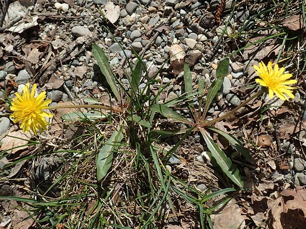 Taraxacum pauckertianum \ Pauckerts Lwenzahn / Pauckert's Dandelion, D Konstanz 24.4.2018