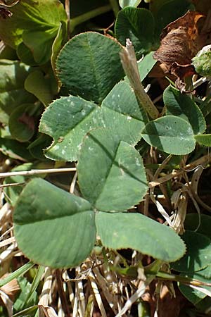Trifolium fragiferum \ Erdbeer-Klee / Strawberry Clover, D Bochum 21.8.2022