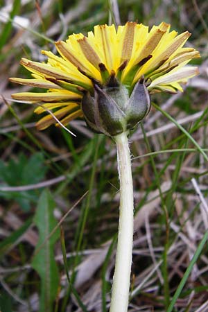 Taraxacum hollandicum \ Hollndischer Sumpf-Lwenzahn / Dutch Marsh Dandelion, D Münzenberg 25.4.2015
