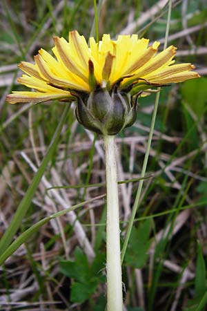 Taraxacum hollandicum \ Hollndischer Sumpf-Lwenzahn / Dutch Marsh Dandelion, D Münzenberg 25.4.2015