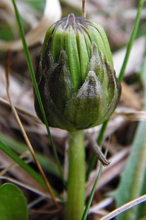 Taraxacum hollandicum \ Hollndischer Sumpf-Lwenzahn / Dutch Marsh Dandelion, D Münzenberg 25.4.2015