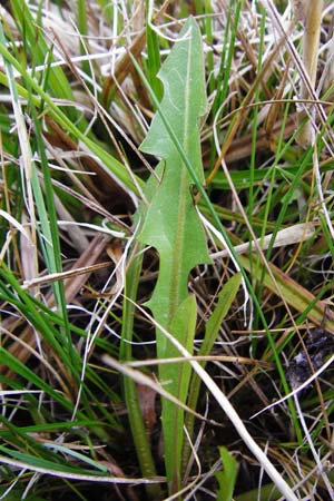 Taraxacum hollandicum \ Hollndischer Sumpf-Lwenzahn / Dutch Marsh Dandelion, D Münzenberg 25.4.2015
