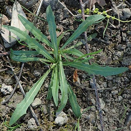 Taraxacum pauckertianum \ Pauckerts Lwenzahn / Pauckert's Dandelion, D Konstanz 24.4.2018