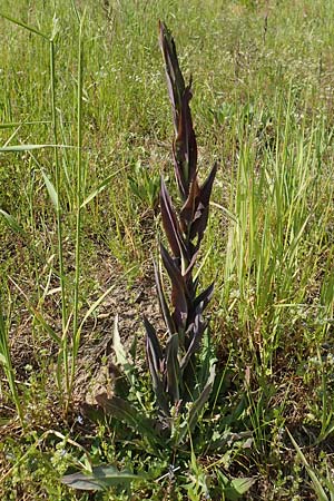 Arabis glabra \ Kahles Turmkraut / Tower Mustard, D St. Leon - Rot 17.5.2019