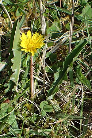 Taraxacum trilobifolium \ Stufenblttriger Lwenzahn / Stair-Leaved Dandelion, D Rüsselsheim 20.4.2013