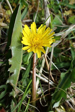Taraxacum trilobifolium \ Stufenblttriger Lwenzahn / Stair-Leaved Dandelion, D Rüsselsheim 20.4.2013