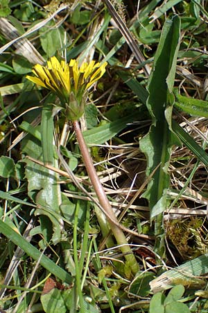 Taraxacum trilobifolium \ Stufenblttriger Lwenzahn / Stair-Leaved Dandelion, D Rüsselsheim 20.4.2013