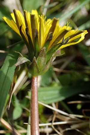 Taraxacum trilobifolium \ Stufenblttriger Lwenzahn / Stair-Leaved Dandelion, D Rüsselsheim 20.4.2013