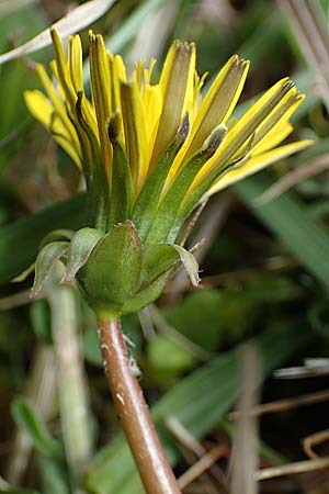 Taraxacum trilobifolium \ Stufenblttriger Lwenzahn / Stair-Leaved Dandelion, D Rüsselsheim 20.4.2013