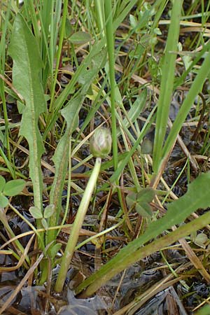 Taraxacum hollandicum \ Hollndischer Sumpf-Lwenzahn / Dutch Marsh Dandelion, D Rüsselsheim 20.4.2013