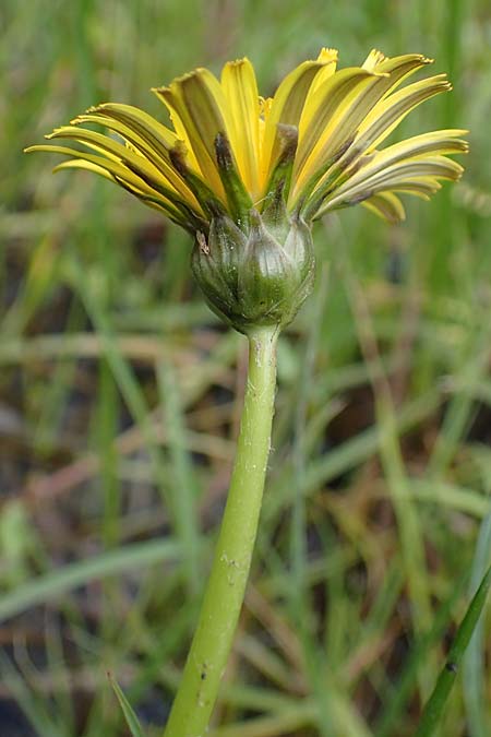 Taraxacum hollandicum \ Hollndischer Sumpf-Lwenzahn / Dutch Marsh Dandelion, D Rüsselsheim 20.4.2013
