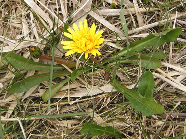 Taraxacum hollandicum \ Hollndischer Sumpf-Lwenzahn / Dutch Marsh Dandelion, D Münzenberg 25.4.2015