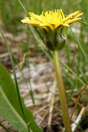 Taraxacum hollandicum \ Hollndischer Sumpf-Lwenzahn / Dutch Marsh Dandelion, D Münzenberg 25.4.2015
