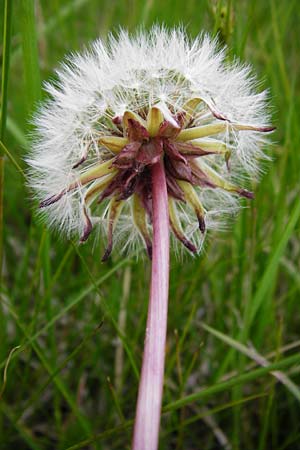 Taraxacum hollandicum \ Hollndischer Sumpf-Lwenzahn / Dutch Marsh Dandelion, D Münzenberg 16.5.2015