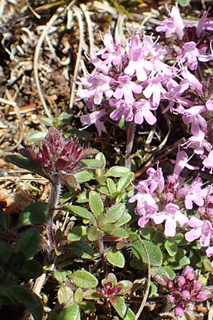 Thymus praecox \ Frhblhender Thymian, Kriech-Quendel / Mother of Thyme, D Fridingen 3.6.2015