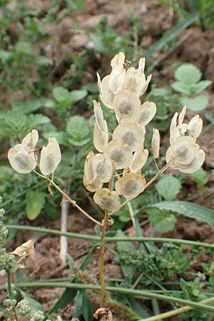 Thlaspi arvense \ Acker-Hellerkraut, Acker-Tschelkraut / Field Penny-Cress, D Neustadt an der Aisch 2.10.2016