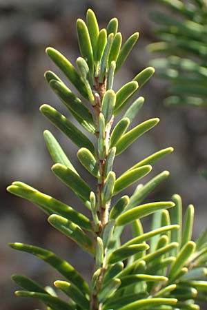Tsuga heterophylla \ Westamerikanische Schierlings-Tanne, Westliche Hemlock-Tanne / Western Hemlock Fir, D Odenwald, Heiligkreuzsteinach 24.2.2019