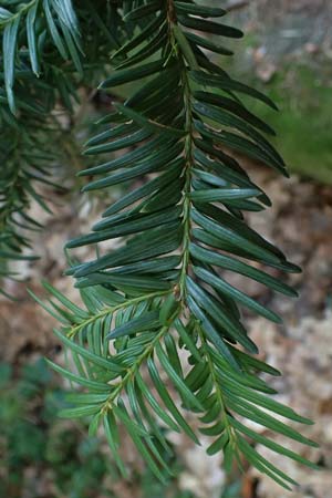 Taxus baccata \ Eibe / Yew, D Bad Dürkheim 23.2.2025