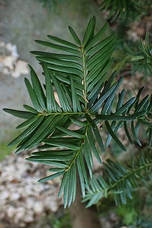 Taxus baccata \ Eibe / Yew, D Bad Dürkheim 23.2.2025