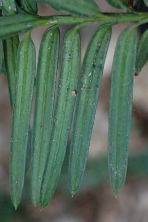 Taxus baccata \ Eibe / Yew, D Bad Dürkheim 23.2.2025