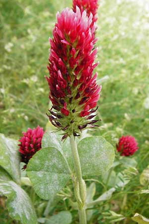 Trifolium incarnatum subsp. incarnatum \ Gewhnlicher Inkarnat-Klee / Crimson Clover, D Enkenbach-Alsenborn 24.5.2015