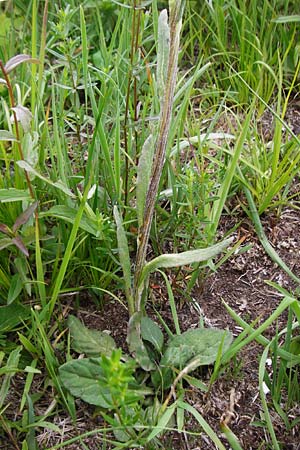 Tephroseris integrifolia \ Steppen-Greiskraut / Field Fleawort, D Grettstadt 1.6.2015