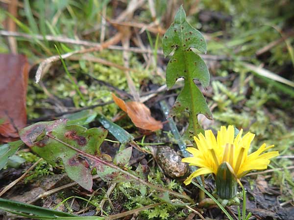 Taraxacum spec6 ? \ Lwenzahn, D Schriesheim-Altenbach 8.11.2015
