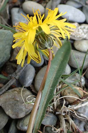 Taraxacum pauckertianum \ Pauckerts Lwenzahn / Pauckert's Dandelion, D Konstanz 24.4.2018