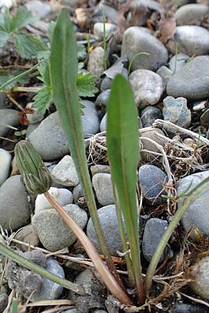Taraxacum pauckertianum \ Pauckerts Lwenzahn / Pauckert's Dandelion, D Konstanz 24.4.2018
