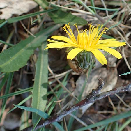 Taraxacum pauckertianum \ Pauckerts Lwenzahn / Pauckert's Dandelion, D Konstanz 24.4.2018
