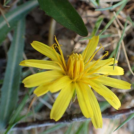Taraxacum pauckertianum \ Pauckerts Lwenzahn / Pauckert's Dandelion, D Konstanz 24.4.2018