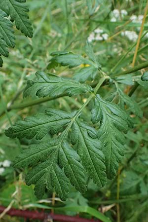 Torilis japonica \ Gewhnlicher Klettenkerbel / Upright Hedge Parsley, D Wachenheim 4.8.2024