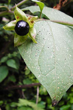 Atropa bella-donna \ Tollkirsche / Deadly Nightshade, D Weinheim an der Bergstraße 20.7.2015