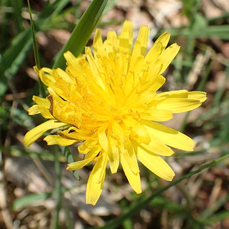 Taraxacum pauckertianum \ Pauckerts Lwenzahn / Pauckert's Dandelion, D Konstanz 24.4.2018