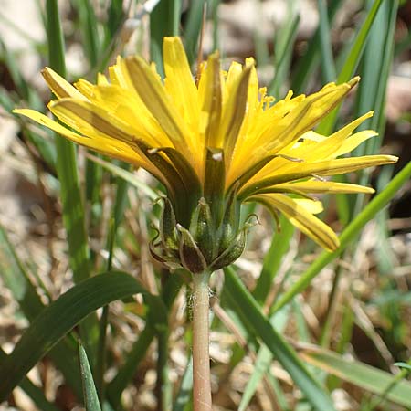 Taraxacum pauckertianum \ Pauckerts Lwenzahn / Pauckert's Dandelion, D Konstanz 24.4.2018