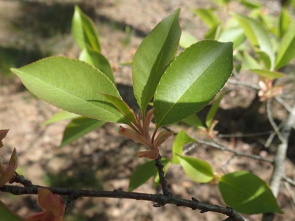 Prunus serotina \ Spte Traubenkirsche / Rum Drupes, D Viernheim 17.4.2020