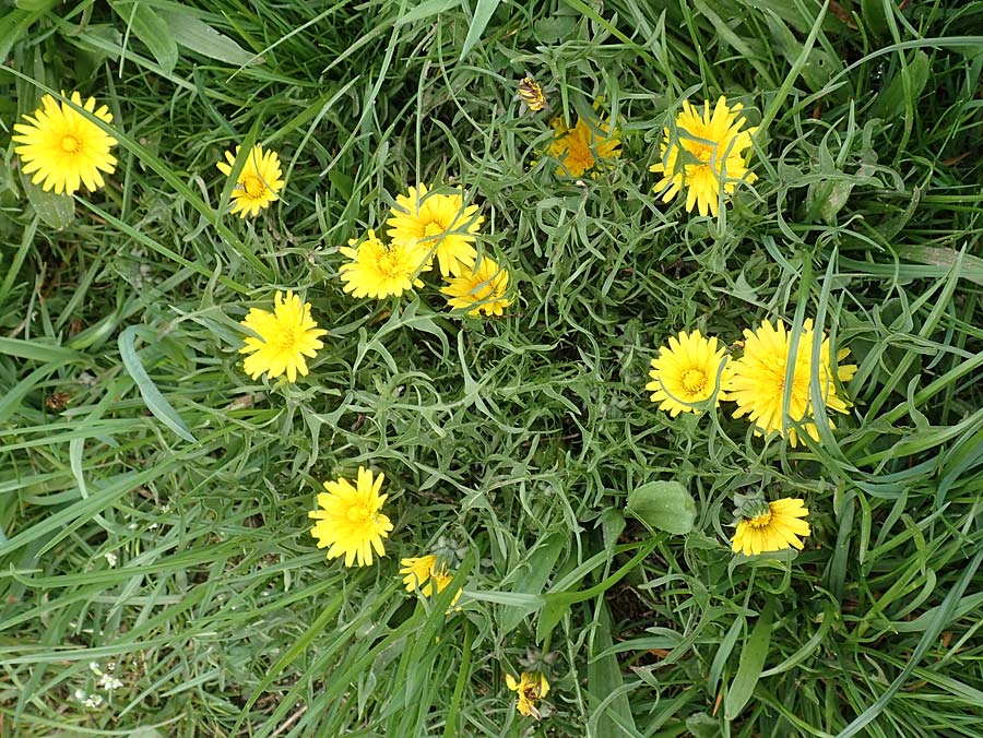 Taraxacum lacistophyllum ? \ Geschlitztblttriger Lwenzahn, D Heusenstamm 16.4.2018