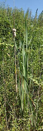 Typha latifolia \ Breitblttriger Rohrkolben / Greater Bulrush, Cattail, D Hochheim am Main 20.6.2018