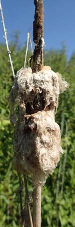 Typha latifolia \ Breitblttriger Rohrkolben / Greater Bulrush, Cattail, D Hochheim am Main 20.6.2018