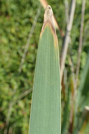 Typha latifolia \ Breitblttriger Rohrkolben / Greater Bulrush, Cattail, D Hochheim am Main 20.6.2018