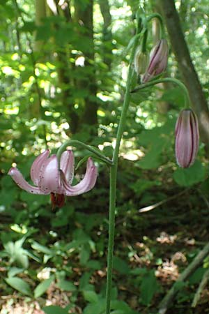 Lilium martagon \ Trkenbund-Lilie / Turkscap Lily, D Querfurt 18.6.2023