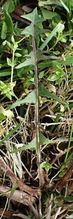 Taraxacum lacistophyllum \ Geschlitztblttriger Lwenzahn, D Brühl bei Mannheim 23.3.2024