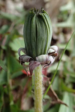 Taraxacum lacistophyllum \ Geschlitztblttriger Lwenzahn, D Brühl bei Mannheim 23.3.2024