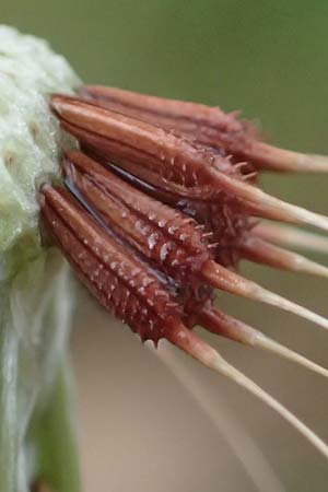 Taraxacum lacistophyllum \ Geschlitztblttriger Lwenzahn, D Mannheim 4.4.2024